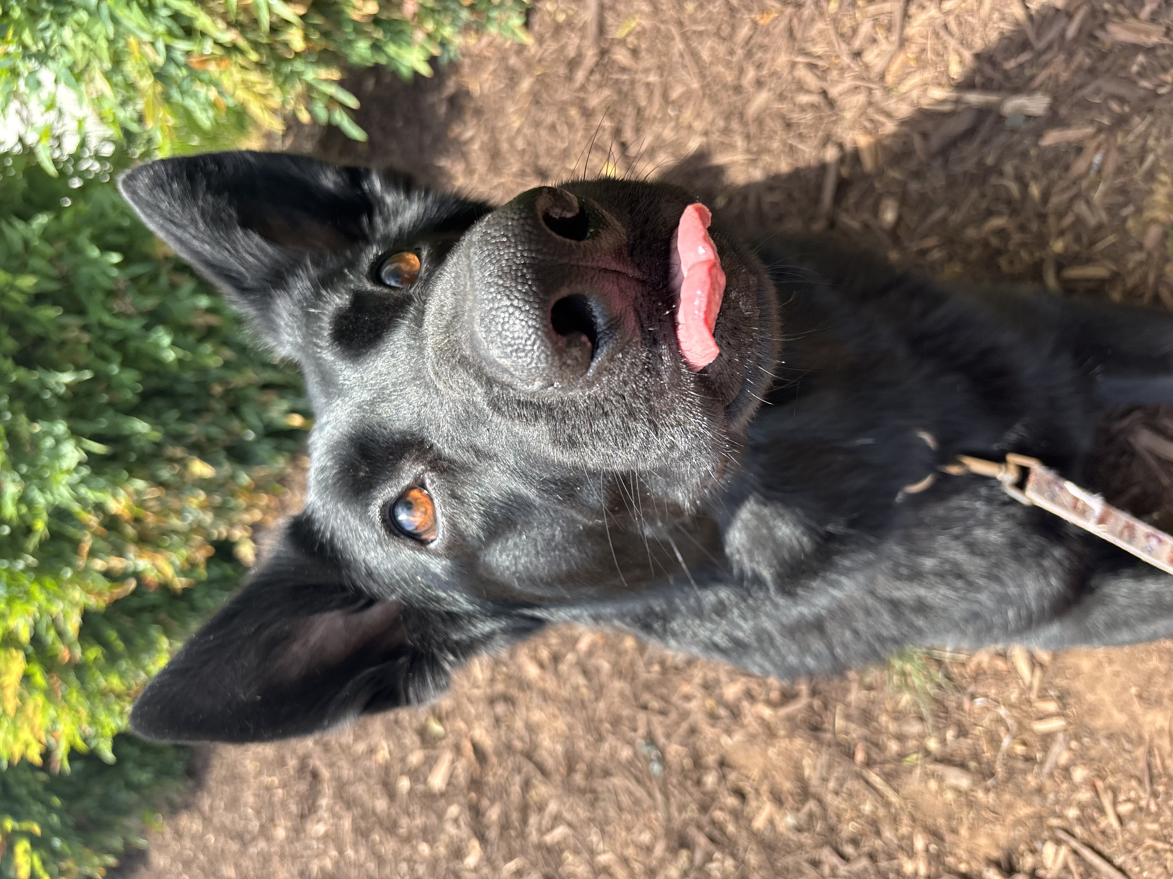 Luci